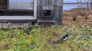 Раздельное питание птиц