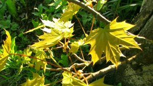 Молодые листья клёна