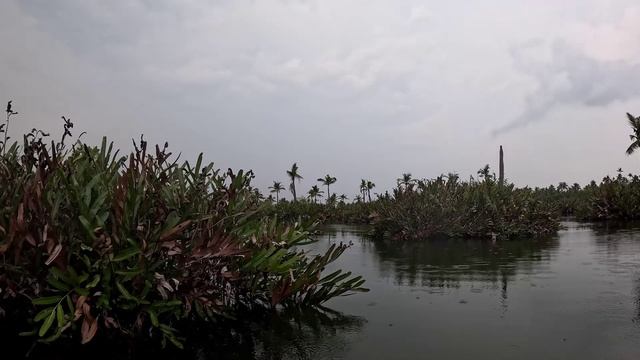 Керала, мангровые заросли