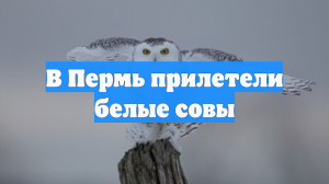 В Пермь прилетели белые совы
