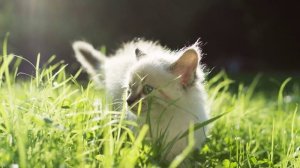 Привыкайте счастливыми быть... Стихи Ирина Самарина- Лабиринт