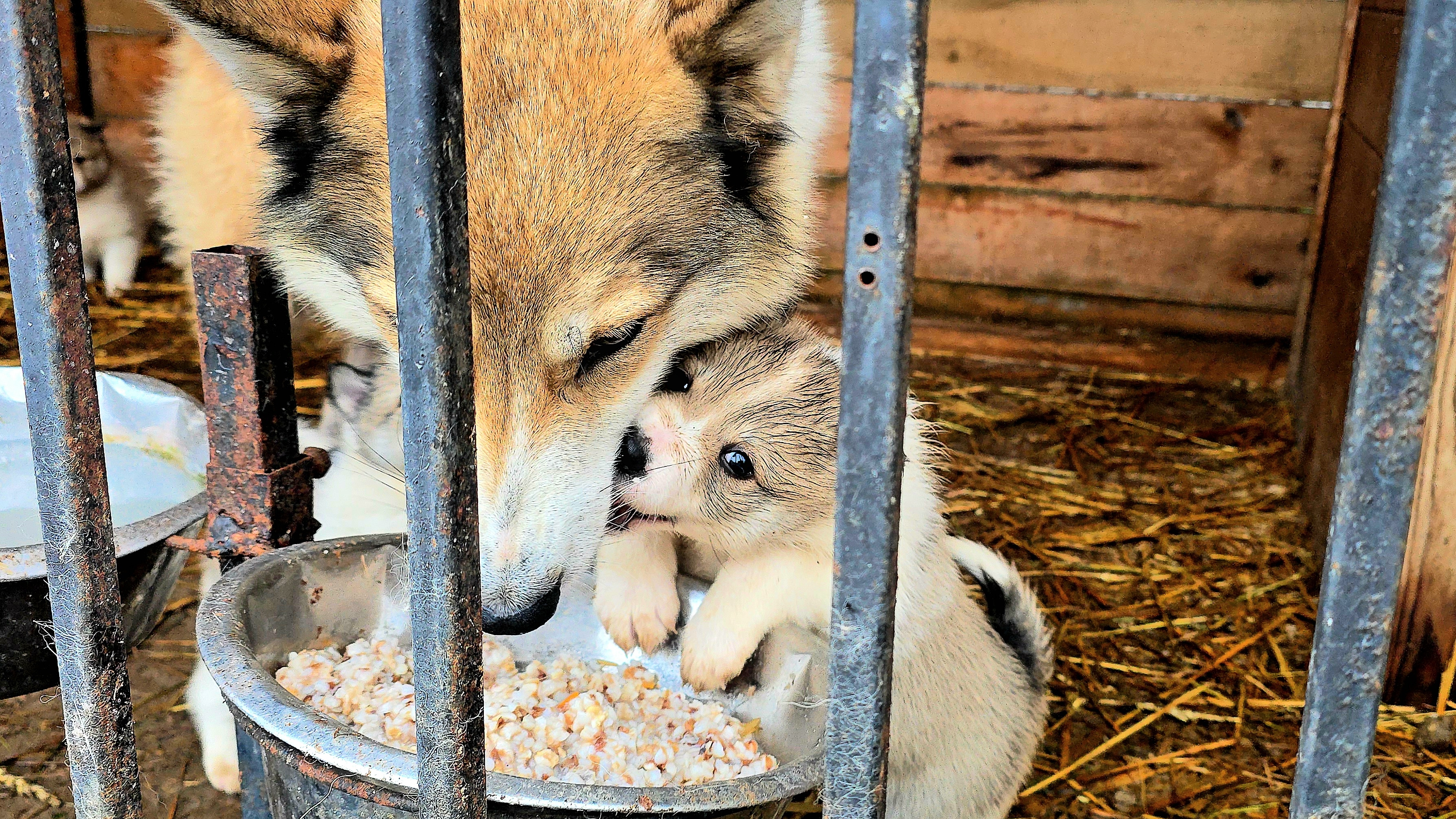 Щенки налетели с ходу