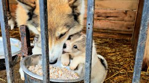 Щенки налетели с ходу