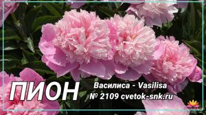 Пион "VASILISA"("Василиса")/Сад Ворошиловой