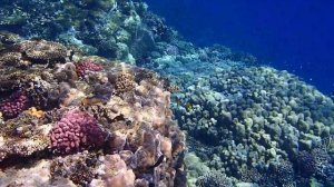 Коралл Эль Фанар Шарм эль Шейх