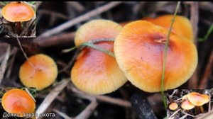 Фламмулина стальниковая | Flammulina ononidis