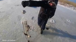 Великолепная рыбалка на хапуги!