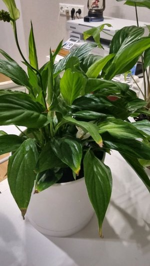 общение а также смотрим что то под микроскоп