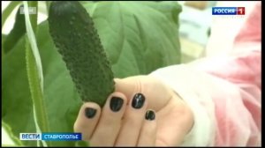 Ставропольский предприниматель обвиняется в хищении более 1,8 млн бюджетных денег