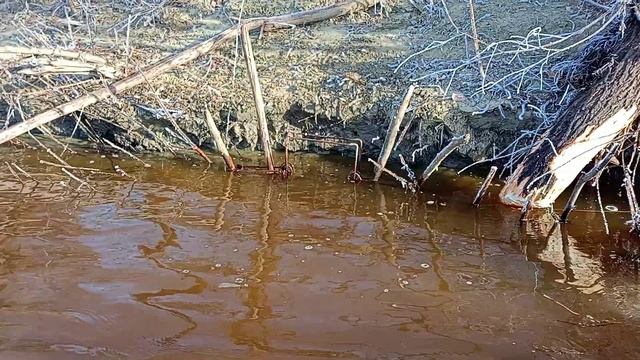 Трофейный бобр под 31кгОхота на бобра