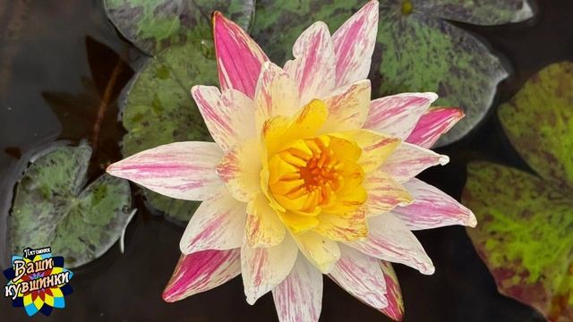 Нимфея Oil Painting (Картина маслом) кувшинка, waterlily, водные растения, пруд