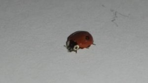Двухточечная божья коровка Adalia bipunctata сем. Coccinellidae 02.12.2025 Подмосковье hg834dhu