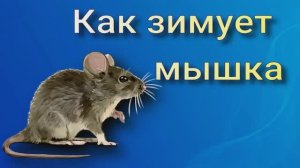 Как зимует мышка беседа для детей.