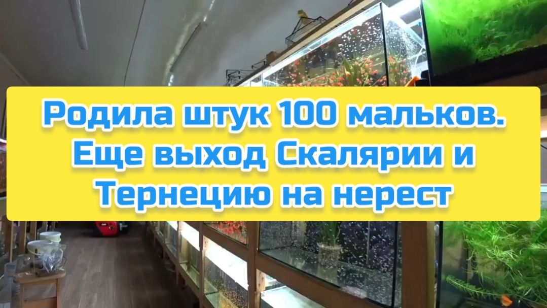 Родила штук 100 мальков. Еще выход Скалярии и Тернецию на нерест смотреть онлайн