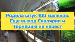 Родила штук 100 мальков. Еще выход Скалярии и Тернецию на нерест