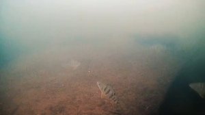 КЛËВ о котором МЕЧТАЮТ Многие! Я не верил что ТАК Бывает! Ловля окуня на балансиры. Зимняя рыбалка.