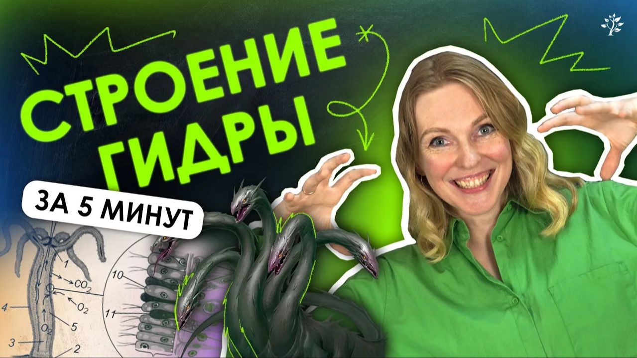 Строение гидры ВСЕГО ЗА 5 МИНУТ! ｜ биология ｜ TutorOnline