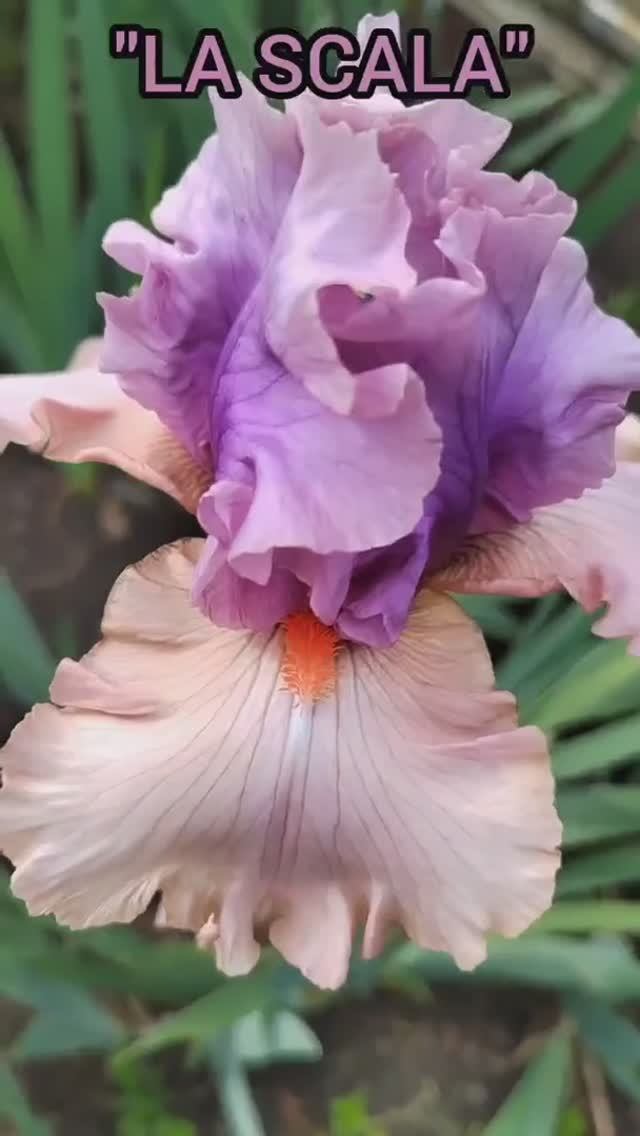 ирис LA SCALA