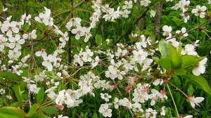 Цветёт вишня