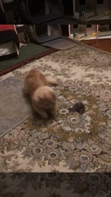Санкт-Петербург. 04.12.2025.Котёнок Персик охотится на мышку. Эпизод 3