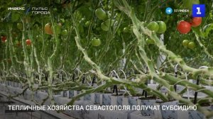 Тепличные хозяйства Севастополя получат субсидию