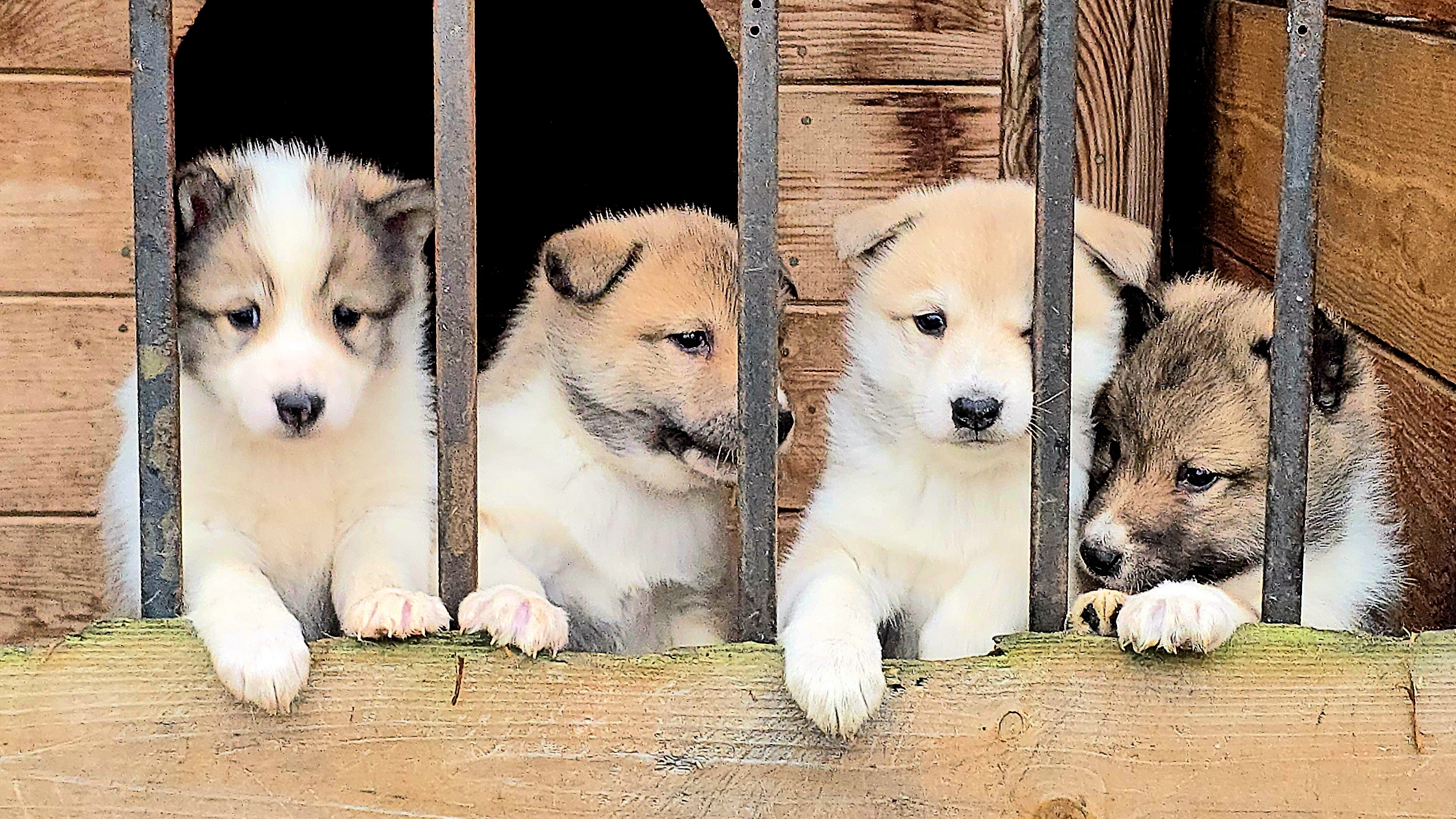 Щенки вышли гулять