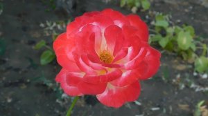 ВИДЕО  ПВН  ББ   (397)