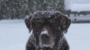 Сегодня День Рождения Моего Друга - Коричневого Лабрадора по имени Баунер! 10 лет!