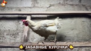 Забавные курочки несушки на сельском подворье 🤗😂😜 (40)