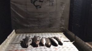 улов форели