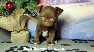 Василиса МИНИ #купитьщенкачихуахуапродаю +79215950848