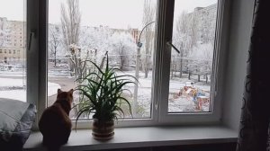 Утро с Татьяной Метельской/Снег за окном/Уборка в коридоре/Прогулка с собакой/Покупки из Победы/