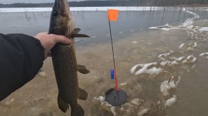 ЩУКА НА КРЮЧКЕ! Ловля щуки на зимние ЖЕРЛИЦЫ