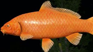 Русская Рыбалка 4!!!