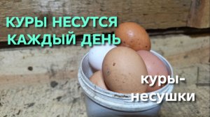 Хорошо иметь домик в деревне Сегодня собрал десять яиц с 13 кур и это очень хорошо значит омлету быт