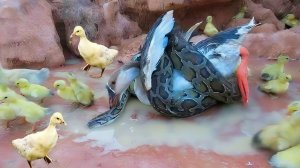 Питон забрался в загон для уток, пришлось действовать быстро.