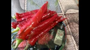 ГОРШЕЧНЫЕ СОРТА ПЕРЦЕВ.