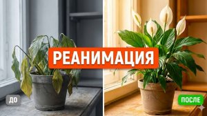 ТИХИЙ УБИЙЦА ваших цветов! Как не потерять всю коллекцию из-за фузариоза