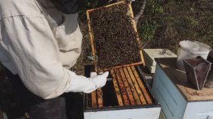 Отбор меда , сборка гнезда в зиму , закорм  пчел .