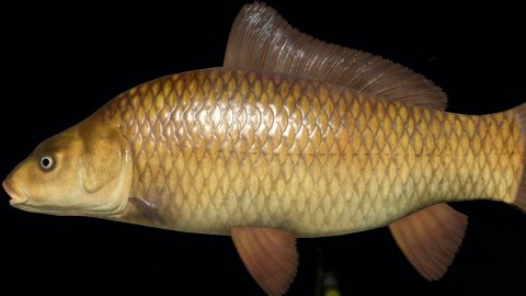 РР 4! Бешенный ФАРМ на МЕДНОМ!!!