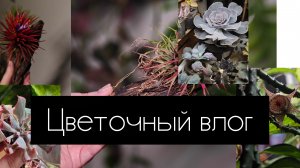 цветочный влог. декабрь 2025
