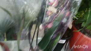 Новые орхидеи в магазине "Горшечные растения"/04.12.25/