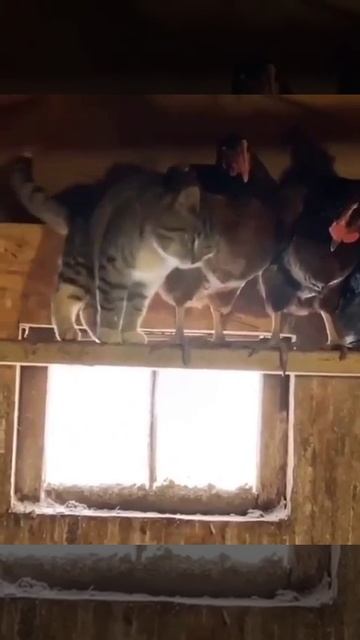 К вам можно, курочки мои? 😂