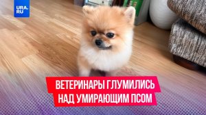 Ветеринары глумились над собакой, пока она умирала