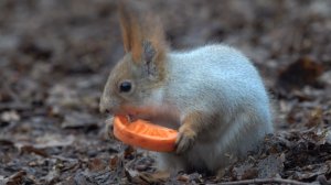 Немного о голодных белках. Зарисовка