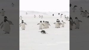 Катание на животе.