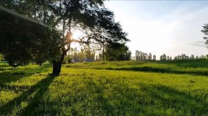 Звуки весеннего леса и расслабляющее пение птиц для сна