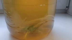 Часть 6. Делаем вино высшего качества без всяких рецептов (оклейка)