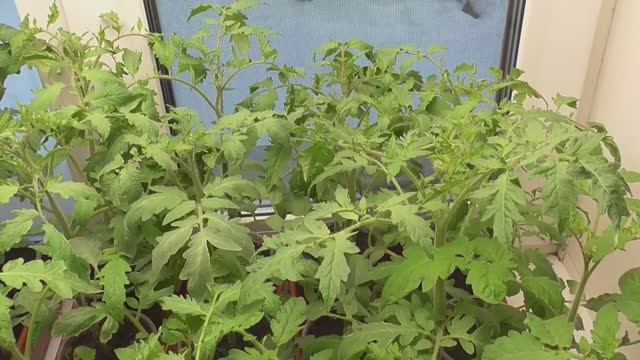 Обзор всей моей рассады томатов в конце февраля. 2022 год.