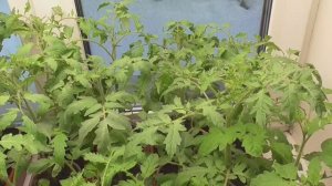 Обзор всей моей рассады томатов в конце февраля. 2022 год.